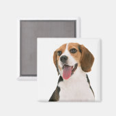 Aimant Chien chiot Beagle mignon (Recto/Verso)