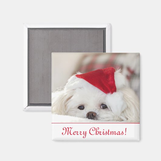 Aimant Chien chiot maltais blanc mignon dans un chapeau d (Recto/Verso)