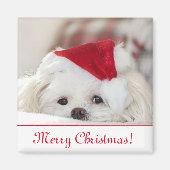Aimant Chien chiot maltais blanc mignon dans un chapeau d (Devant)