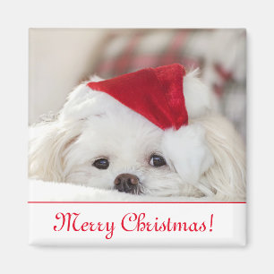 Aimant Chien chiot maltais blanc mignon dans un chapeau d