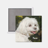 Aimant Chien chiot maltais blanc personnalisé (Recto/Verso)