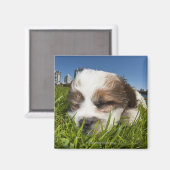 Aimant Chien chiot mignon dans le parc, Vancouver, BC, Ca (Recto/Verso)