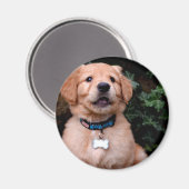 Aimant Chien chiot mignon Golden Retriever Chien (Recto/Verso)