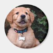 Aimant Chien chiot mignon Golden Retriever Chien (Devant)