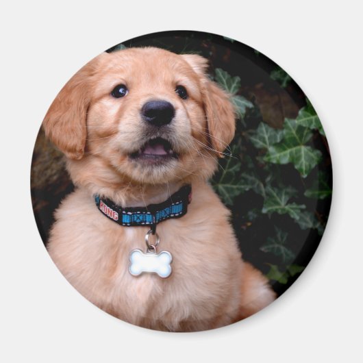 Aimant Chien chiot mignon Golden Retriever Chien (Devant)