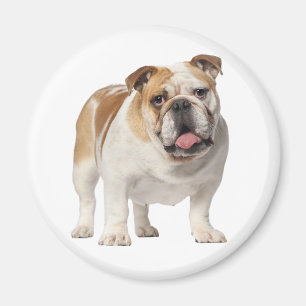Aimant Chien Chiots Bouledogue Anglais