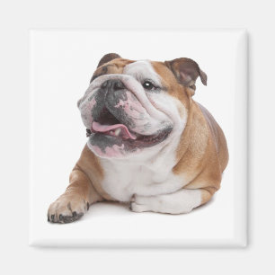 Aimant Chien Chiots Bouledogue Anglais