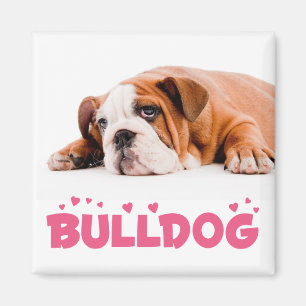 Aimant Chien Chiots Bouledogue Anglais