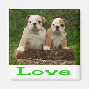 Aimant Chien Chiots Bouledogue Anglais Vert