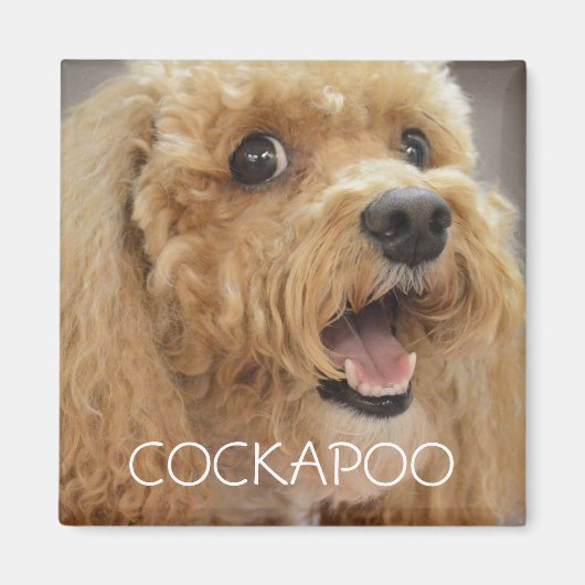 Aimant Chien Cockapoo Adorable qui Sourit (Devant)