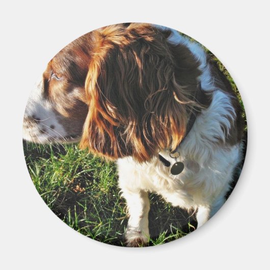 Aimant Chien Cocker Spaniel assis (Devant)
