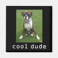 Chien cool