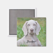 Aimant Chien coquelicot Weimaraner personnalisé (Recto/Verso)