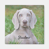 Aimant Chien coquelicot Weimaraner personnalisé (Devant)
