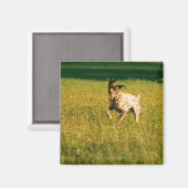 Aimant Chien courant à travers l'herbe (Recto/Verso)