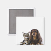 Aimant Chien (Dachshund) et chat (chat japonais) sur blan (Recto/Verso)