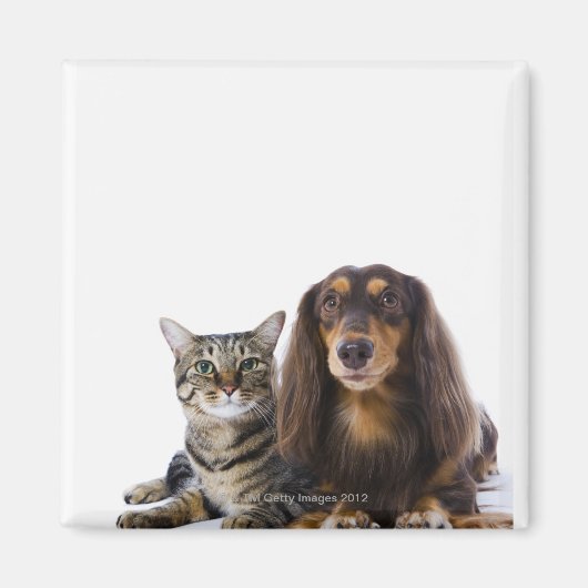 Aimant Chien (Dachshund) et chat (chat japonais) sur blan (Devant)