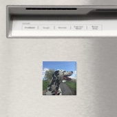 Aimant Chien dalmate sur le sentier de marche, jour ensol (In Situ (Lave-vaisselle))