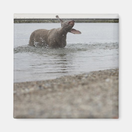 Aimant Chien dans le lac Secouer l'eau (Devant)