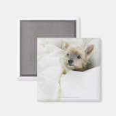 Aimant Chien dans le lit (Recto/Verso)