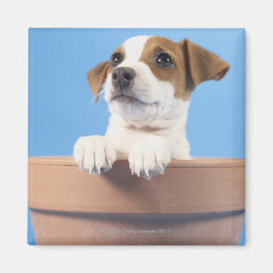 Aimant Chien dans le pot de fleurs
