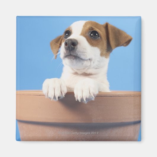 Aimant Chien dans le pot de fleurs (Devant)