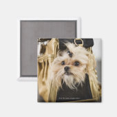 Aimant Chien dans un sac (Recto/Verso)