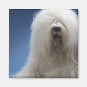 Aimant Chien de berger