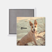 Aimant Chien de bétail australien rouge - Heeler - dans l (Recto/Verso)