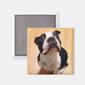 Aimant Chien de Boston Terrier (Recto/Verso)