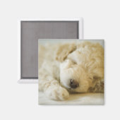 Aimant Chien de caniche couché 2 (Recto/Verso)