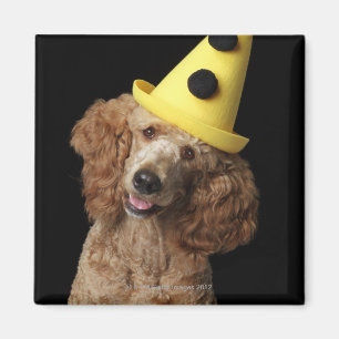 Aimant Chien de caniche d'or utilisant un casquette jaune