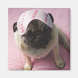 Aimant Chien de carlin avec le masque d'oeil sur la tête