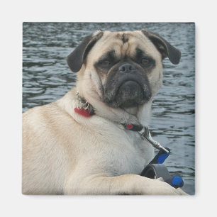 Aimant Chien de carlin sur l'aimant de l'eau