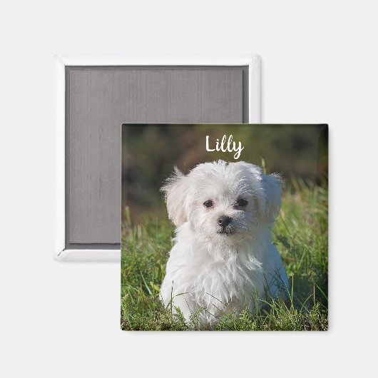 Aimant Chien de Chien de Chien de Chien De Chien De Chien (Recto/Verso)