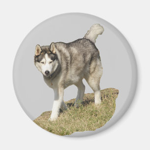 Aimant Chien de chien de traîneau sibérien