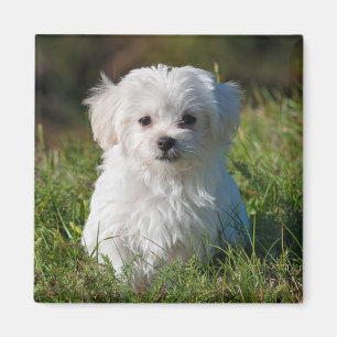 Aimant Chien de chiot maltais blanc farci