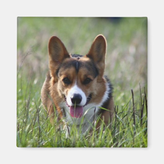 Aimant Chien de Corgi (Devant)