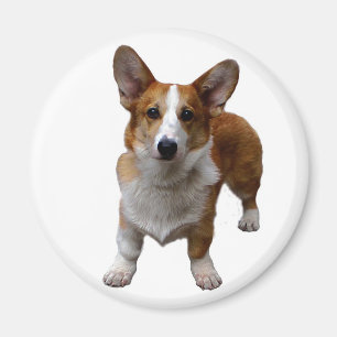 AIMANT : Chien de Corgie