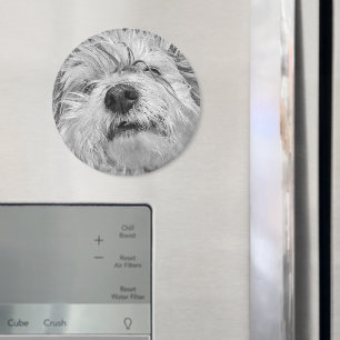 Aimant Chien de Coton de Tulear