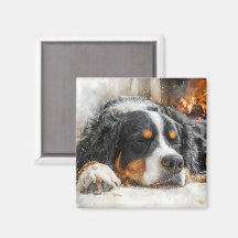 Chien de montagne bernois