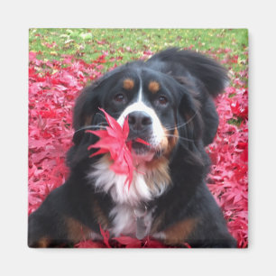 Aimant Chien de montagne bernois personnalisable