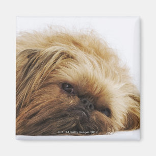 Aimant Chien de Pekingese, fin