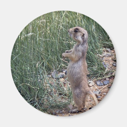 Aimant Chien de prairie à queue blanche (Devant)