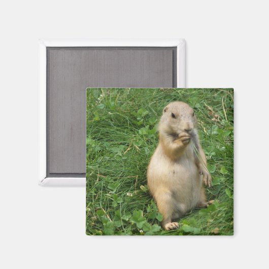 Aimant Chien de prairie mignonne debout dans l'herbe mang (Recto/Verso)