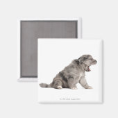 Aimant Chien de Pyrénées (4 semaines) (Recto/Verso)