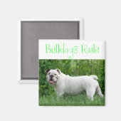 Aimant Chien de Race Bouledogue Anglais Blanc (Recto/Verso)