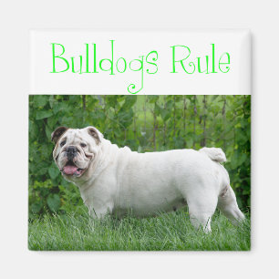 Aimant Chien de Race Bouledogue Anglais Blanc