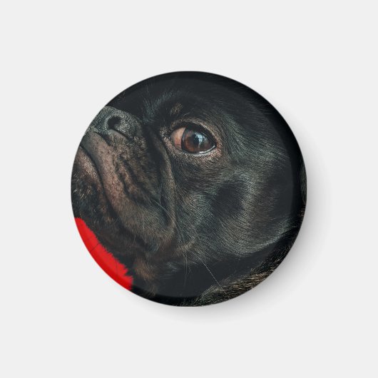 Aimant chien de rojo (Devant)