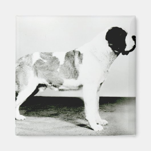 Aimant Chien de St. Bernard (Devant)